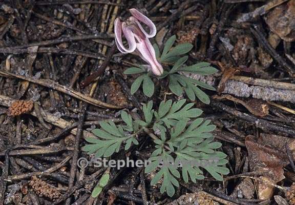 dicentra uniflora 3 graphic